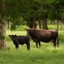 Meadow Lake Ranch