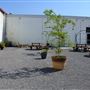 Lost Street Brewing Co.