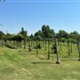 Nellis Vineyards