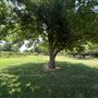 Nellis Vineyards