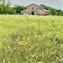 Rustic Rose Barn