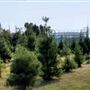 McKinney Seasonal Christmas Tree Farm & Pasture