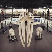 Museum of Osteology