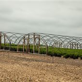 Sugar Tree Nursery