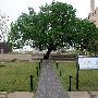 Oklahoma City National Memorial & Museum