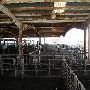 Oklahoma City Stockyards