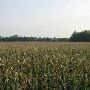 Pauls Valley Cornfields