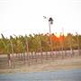 Ingel's Winery