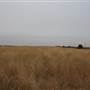 Woodward - Energy Field