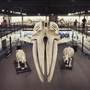 Museum of Osteology