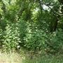 Stinchcomb Wildlife Refuge