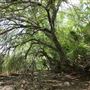 Stinchcomb Wildlife Refuge