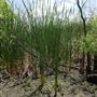 Stinchcomb Wildlife Refuge