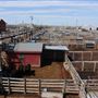 Oklahoma National Stockyard Exchange