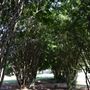 Pioneer Cemetery