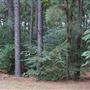 The Fairy Forest