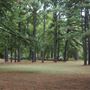The Fairy Forest