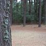 The Fairy Forest