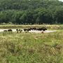 Hunt Mill Hollow Ranch