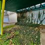 Chickasha Flowers
