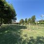 Nellis Vineyards