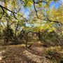 Oak Spring Retreat