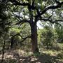 Oak Spring Retreat
