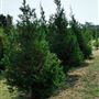 McKinney Seasonal Christmas Tree Farm & Pasture