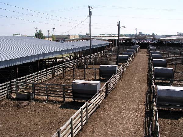 Oklahoma City Stockyards (2/9/2009)