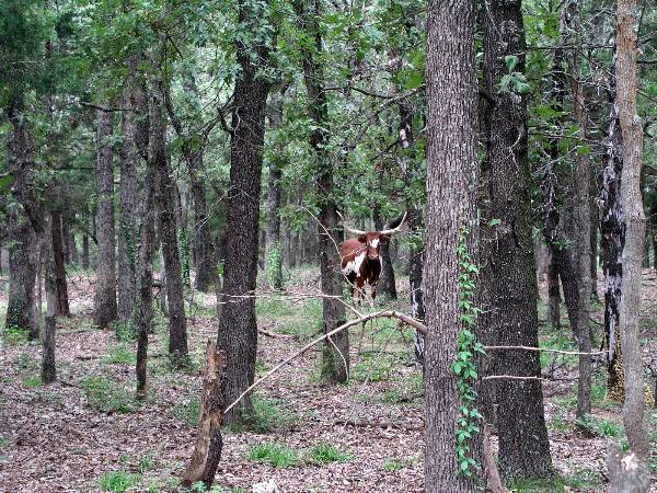 Tatanka Ranch (2/11/2009)