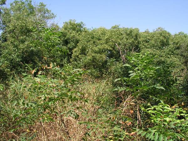 Amen Farm (6/4/2009)