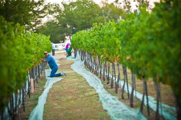 Ingel's Winery (2/26/2014 - Credits: Oklahoma Tourism - TravelOK)