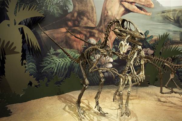 Sam Noble Oklahoma Museum of Natural History (4/9/2014 - Credits: Oklahoma Tourism - TravelOK)