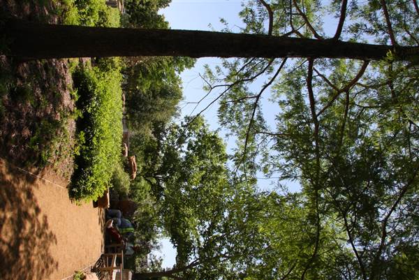 Myriad Botanical Gardens (7/7/2014)
