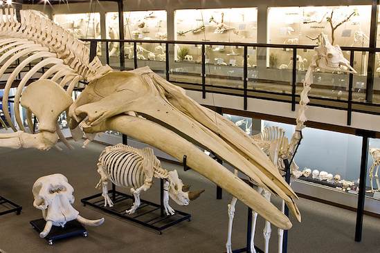 Museum of Osteology (4/22/2015 - Credits: Webdam)