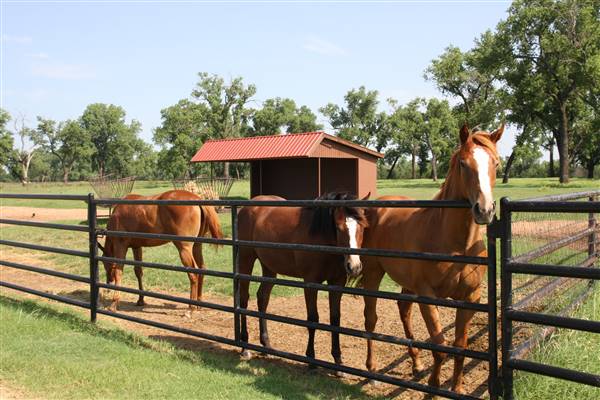 NFL Farms (7/2/2015 - Credits: Yousef Kazemi)