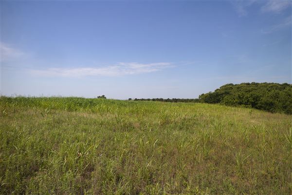 Rydell Ranch - field 1 - deciduous forest land and gentle rolling sandy farm land near a river bed (7/28/2021 - Credits: Jeffrey Rydell)