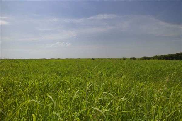 Rydell Ranch - field 1 - deciduous forest land and gentle rolling sandy farm land near a river bed (7/28/2021 - Credits: Jeffrey Rydell)