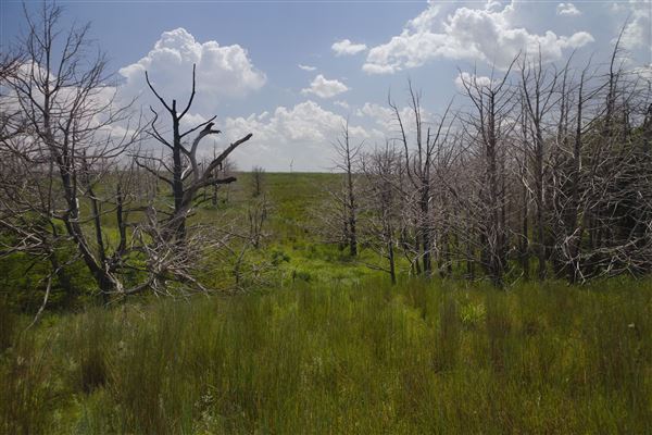 Rydell Ranch - field 6 Rolling farmland with deep canyons, large pond and  Covered in mostly in eastern red cedar and oak trees with native grasses. features slot canyons and waterfalls. (7/28/2021 - Credits: Jeffrey Rydell)