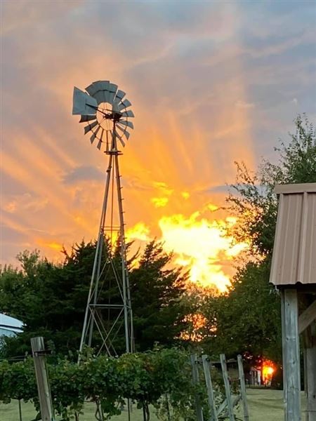 Nellis Vineyards (6/12/2021 - Credits: Linda Nellis)