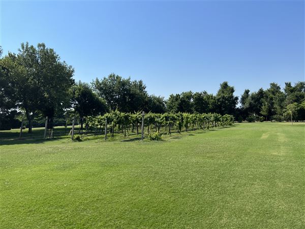 Nellis Vineyards (6/22/2022 - Credits: Yousef Kazemi / OFMO)