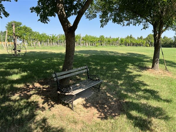 Nellis Vineyards (6/22/2022 - Credits: Yousef Kazemi / OFMO)