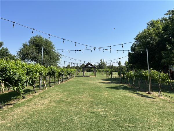 Nellis Vineyards (6/22/2022 - Credits: Yousef Kazemi / OFMO)