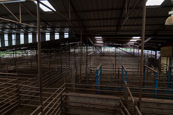 Collinsville Livestock Sales (6/18/2024 - Credits: submitted by: Sherry Campbell)