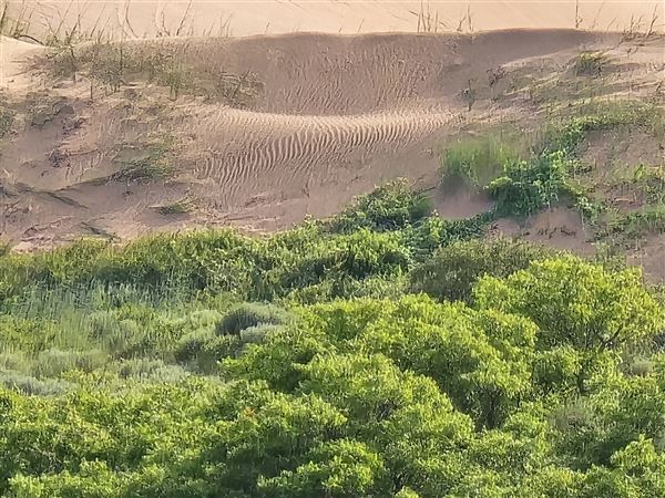 Little Sahara State Park (7/7/2025)