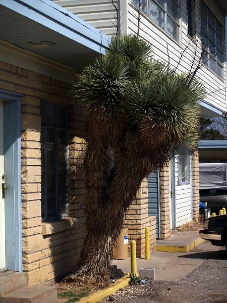 Kickapoo Motel (2/6/2009)
