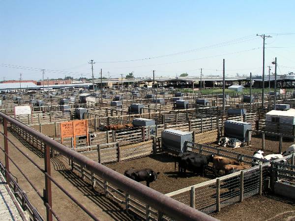 Oklahoma City Stockyards (2/9/2009)