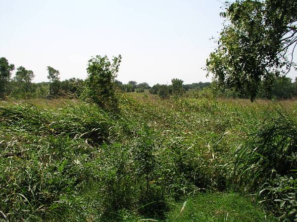 Amen Farm (6/4/2009)