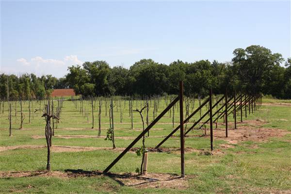 Silvertop Farm & Vineyards (9/9/2014)