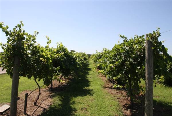 Silvertop Farm & Vineyards (9/9/2014)